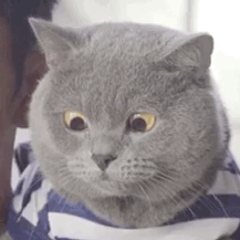 1554350108608215.gif 微信圖片_20190404115238.gif